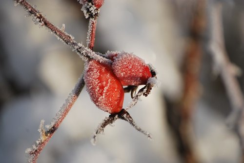 rose hips  winter  frost