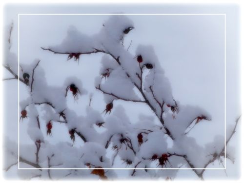 rose hips winter snow