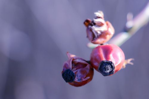 rose hips twig red