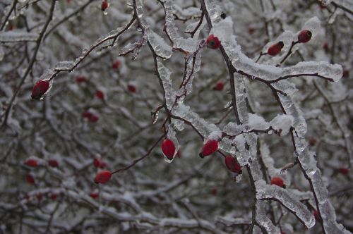 rose hips covered with ice bush rose hip