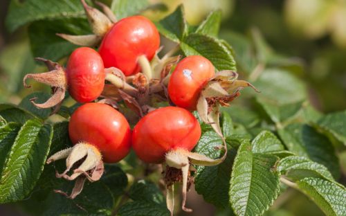 Rose Hips Macro