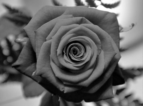 rose in black and white rose blossom