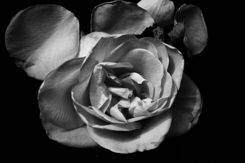 Rose In Black And White