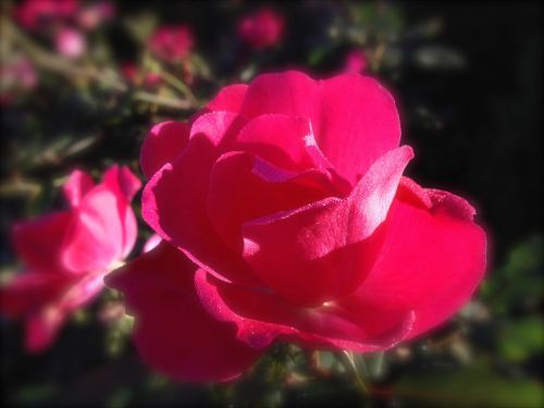 Rose In Morning Frost