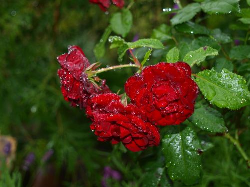 rose in the rain rose red