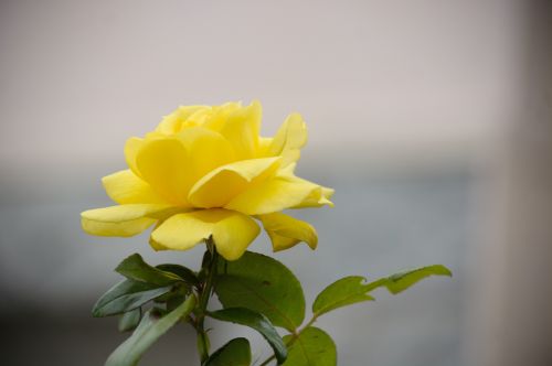 Yellow Rose In Bloom