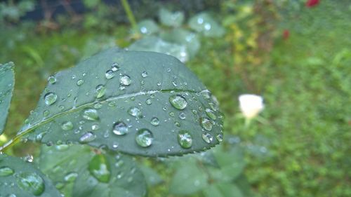 rose leaf leaf rain drops