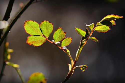 rose leaf  twig  rose bush