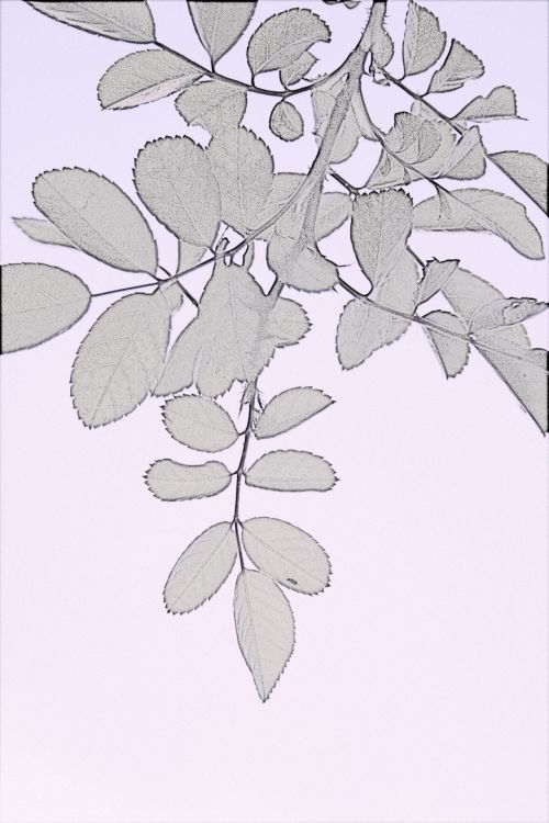 Rose Leaf Line Sketch