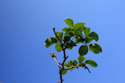 Rose Leaves Against Blue Sky