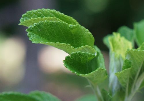 rose leaves close-up rose plant