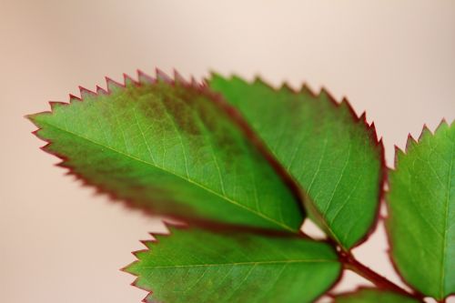 Rose Leaves