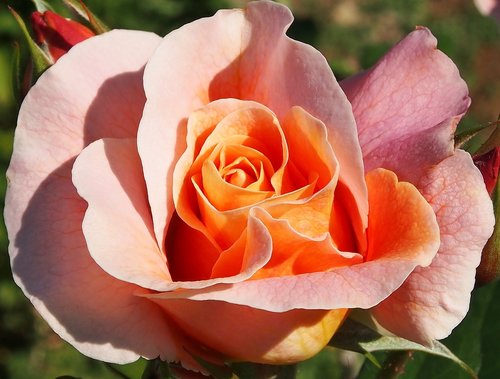 rose marie height  rosé - apricot  dieter hausen