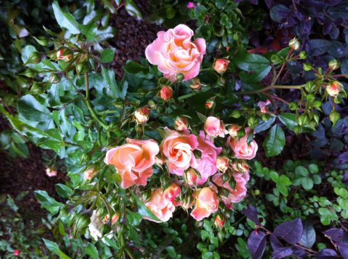 Roses In The Garden