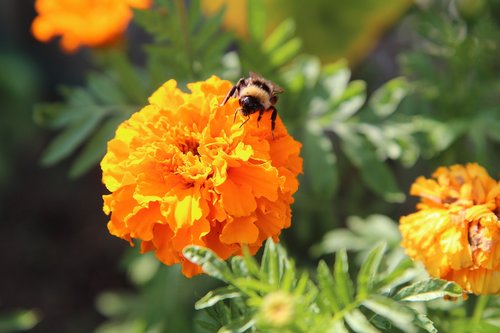 rose of india  yellow flower  insect