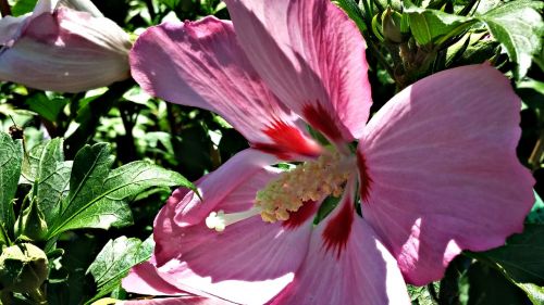 rose of sharon pink bee