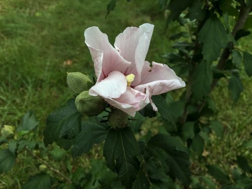 rose of sharon flower nature