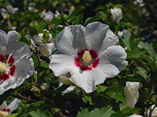 rose of sharon flower blossom