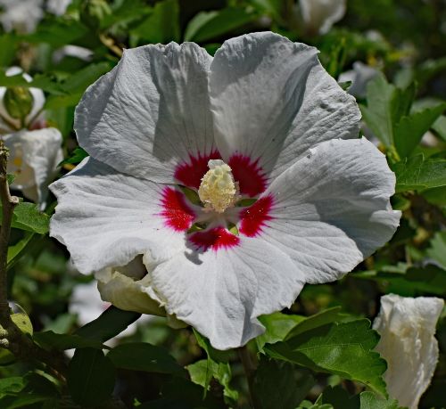 rose of sharon flower blossom