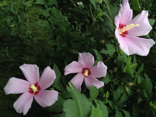 rose of sharon flowers chrysanthemums in korea