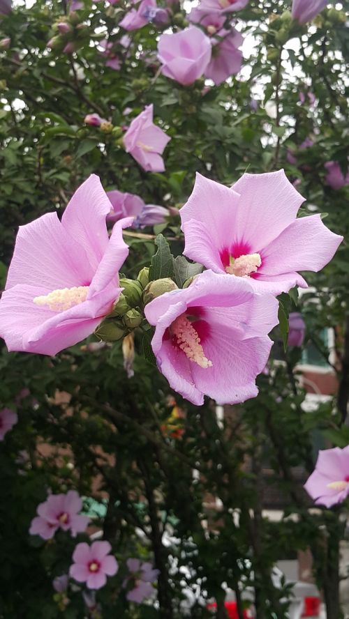 rose of sharon pink flowers