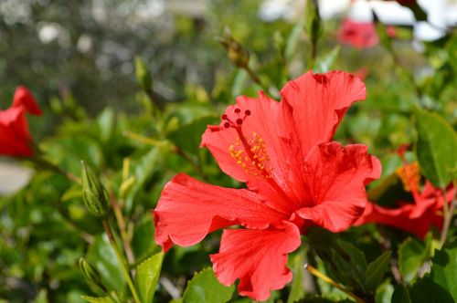 rose of sharon hibiscus flower