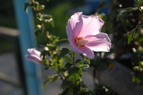 rose of sharon  backlight  flowers