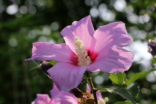 rose of sharon  south korea national  flowers