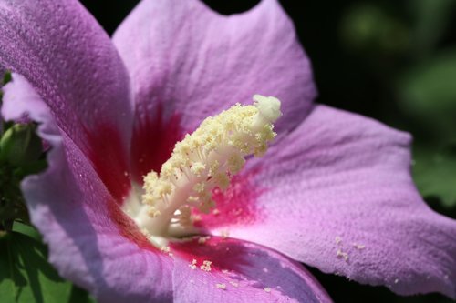 rose of sharon  south korea national  flowers