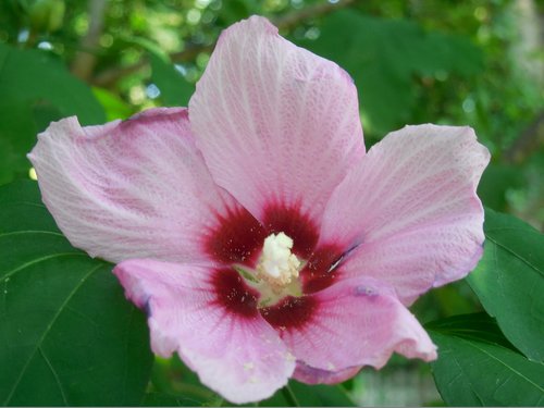 rose of sharon  pink flower  summer blossom