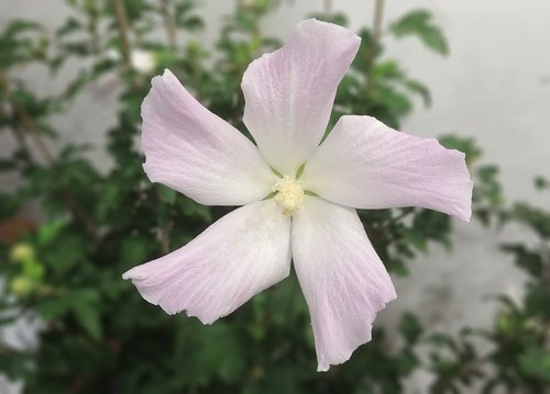 rose of sharon  faerie  white flower