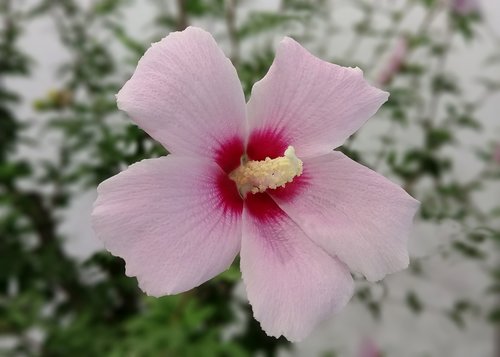 rose of sharon  zheng manufacturing  white flower