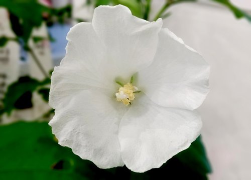 rose of sharon  one in  back single-core