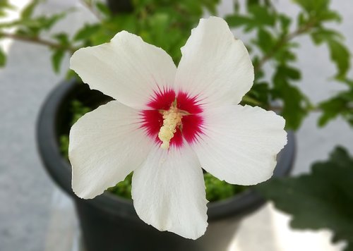 rose of sharon  safflower love  hongdan center