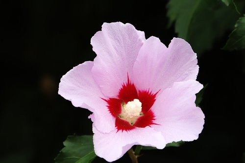 rose of sharon  republic of korea  flowers