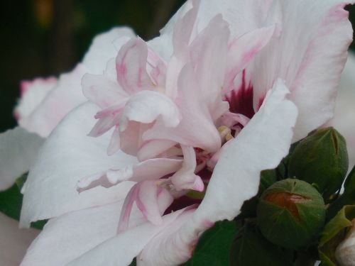 rose of sharon hibiscus flower