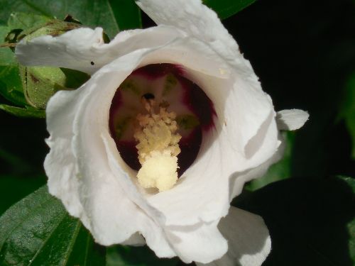 rose of sharon hibiscus flower