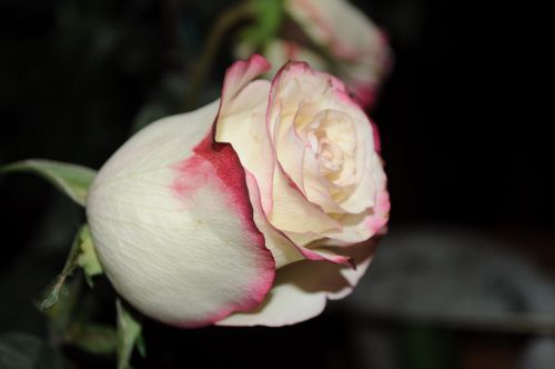 Rose On A Dark Background