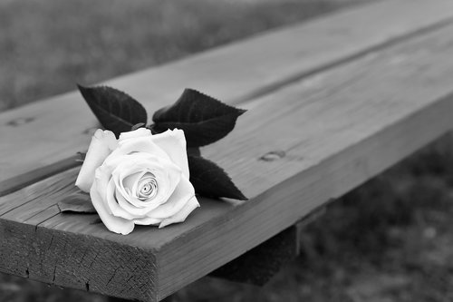 rose on bench  dramatic  flower