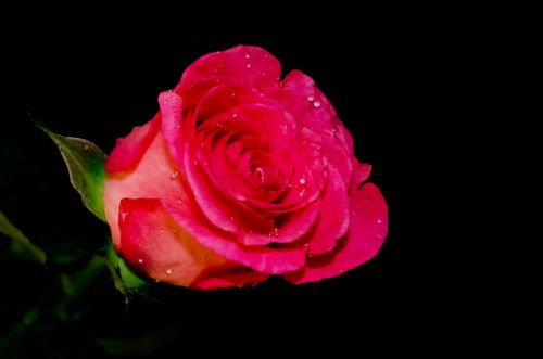 Rose On The Black Background