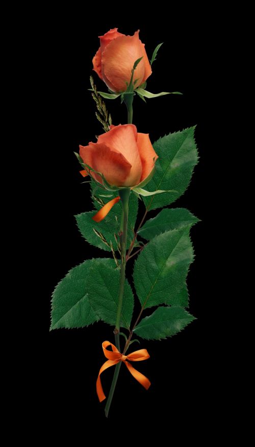 Rose, Orange, Black Background