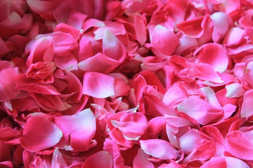 rose petals flower potpourri