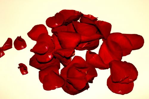 rose petals roses withered