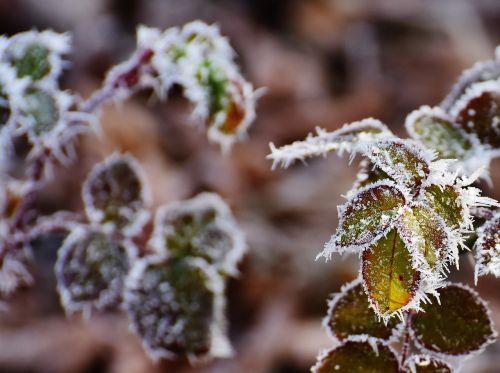 rose petals hoarfrost frost