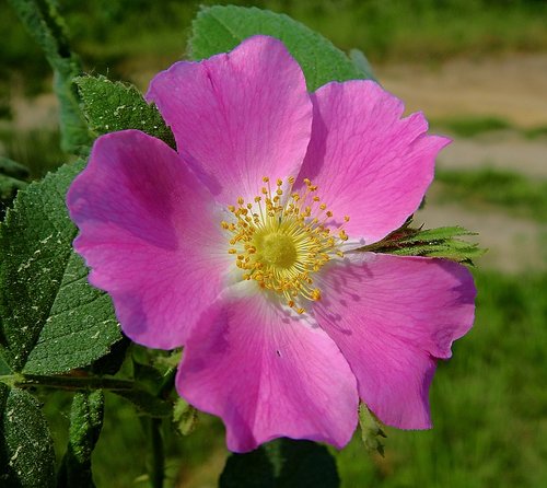 rose petals  flower  spring