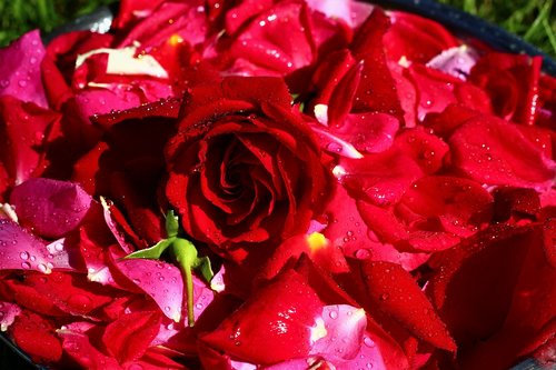 rose petals  rose plate