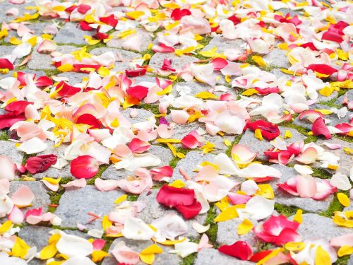 rose petals petals wedding