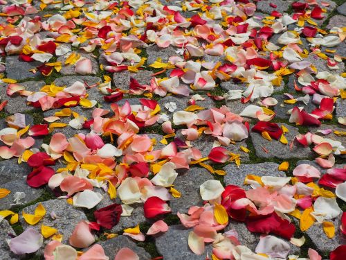 rose petals petals wedding