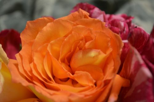 Rose Petals Faith Love