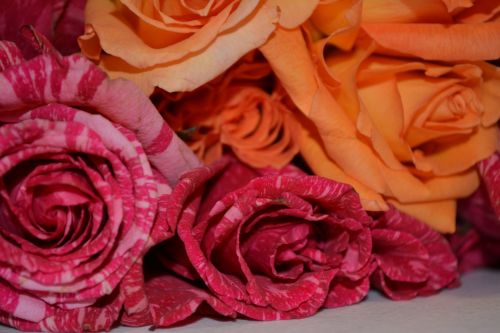 Rose Petals Faith Vine